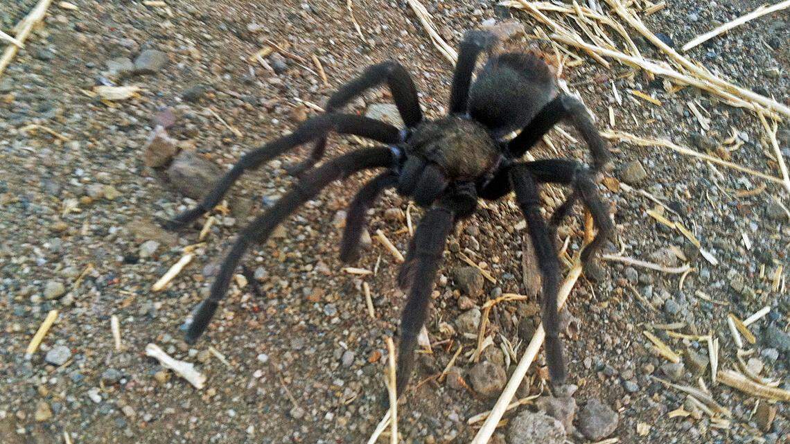 Esta foto del 12 de agosto de 2013 proporcionada por el Servicio de Parques Nacionales muestra una tarántula en el parque Rancho Sierra Vista, en el Área Recreativa Nacional de las Montañas de Santa Mónica, cerca de Newbury Park, California. Las tarántulas salen a buscar el amor, y se advierte a los excursionistas de las montañas de Santa Mónica, en el sur de California, que tengan cuidado con estas arañas peludas. La temporada de apareamiento de las tarántulas comenzó, y durará hasta finales de octubre, dijo el Servicio de Parques Nacionales el jueves 1º de septiembre de 2016. (Servicio de Parques Nacionales vía AP)