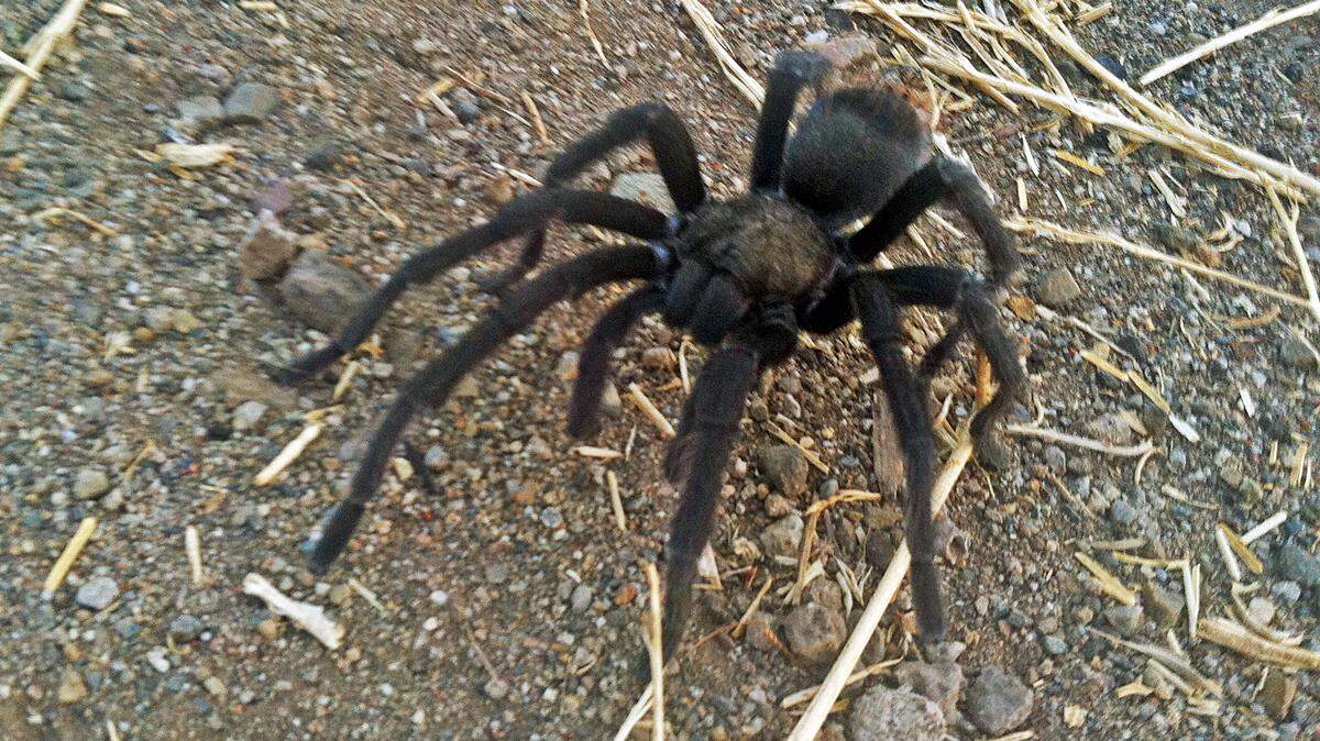 This Aug. 12, 2013 photo provided by the National Park Service shows a tarantula at the Rancho Sierra Vista park site, within the Santa Monica Mountains National Recreation Area near Newbury Park, Calif. Tarantulas are out looking for love, and hikers in Southern California’s Santa Monica Mountains are warned to watch out for the hairy spiders. Tarantula mating season has begun, and it will last through the end of October, the National Park Service said Thursday, Sept. 1, 2016. (National Park Service via AP)