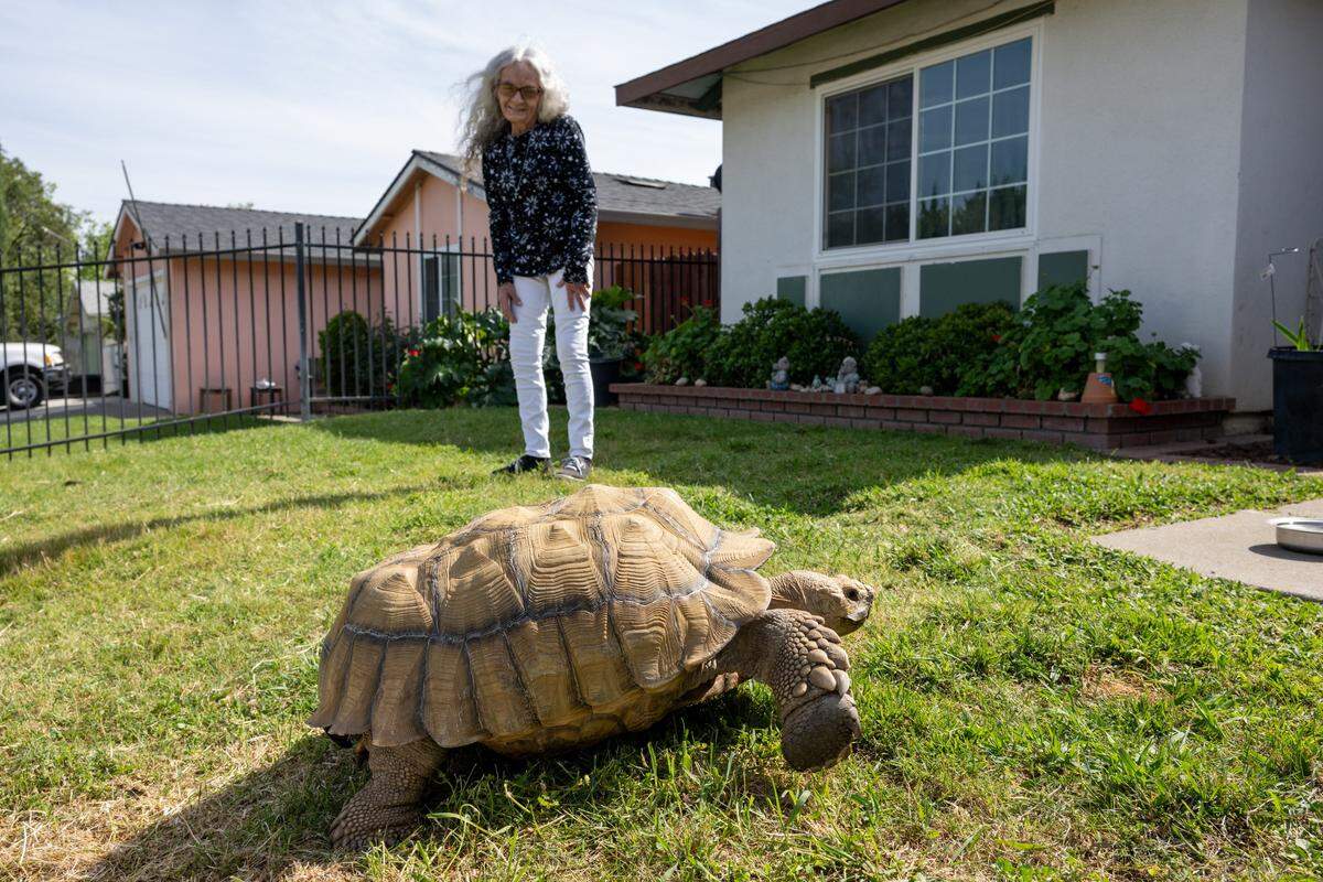 Mona Heflin, 71, watches her 22-year-old tortoise, Slim Shady, walk in the front yard of her home in Sacramento on Thursday, March 26, 2026. Heflin is seeking a new home for the tortoise, as he could live to be 150 years old — outliving her.