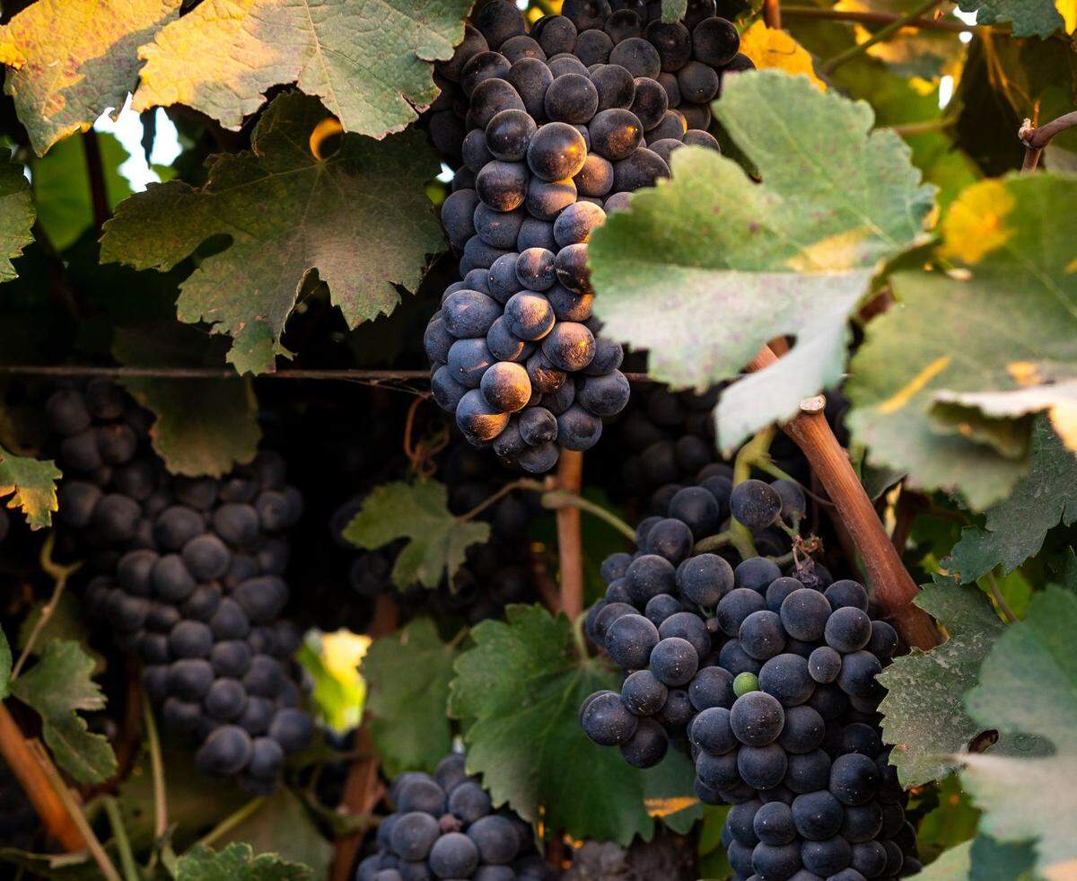 Grapes for red wine hang on the vines at Silt Wine Company on Sept. 3, in Clarksburg. Silt is one of three labels, along with Muddy Boot Wine and Fellow Wines of Clarksburg, produced by Ogilvie Merwin Vintners owned by the Ogilvie brothers and Tom Merwin and is part of the Clarksburg American Viticultural Area.
