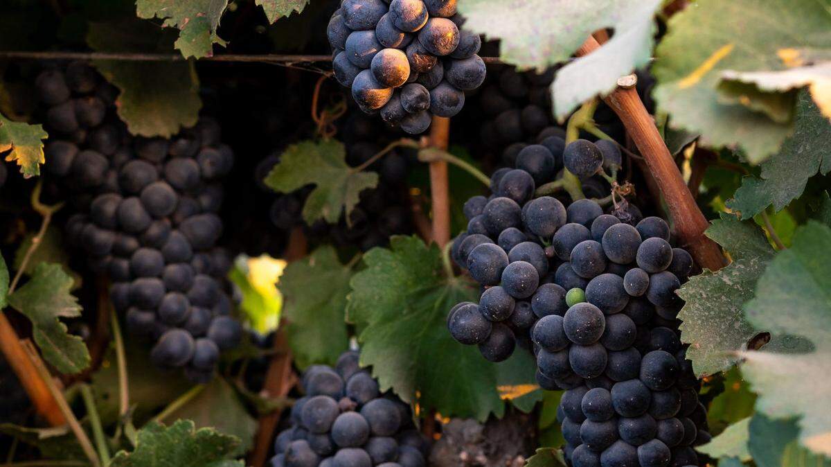 How about farm-to-glass? Sacramento’s real culinary jewel is its world-class wine scene