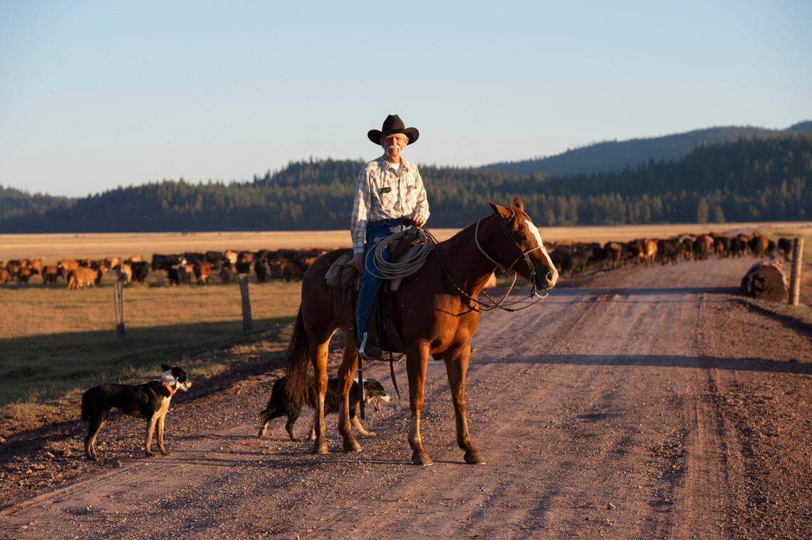 Dusty de Braga manages several hundred cattle near where the Lassen Pack spends its summers, outside of Westwood near Lake Almanor in southern Lassen County.