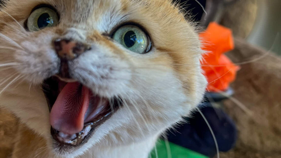 Sand cat at Folsom City Zoo Sanctuary wows the internet with her hiss