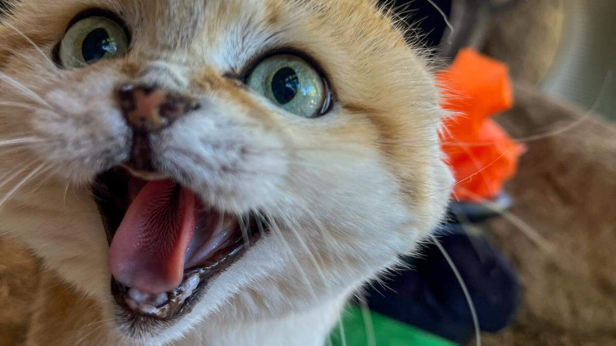 Margo, a sand cat at the Folsom City Zoo Sanctuary, went gained traction on Instagram for hissing in a Star Wars-related post.