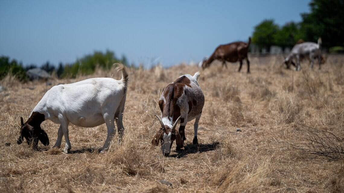 GOP lawmakers call on California to reinstate goat herding labor exemption