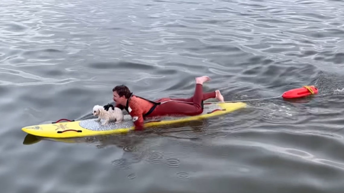 A lifeguard rescued a dog after it ran into the ocean and swam to sea, California officials said.
