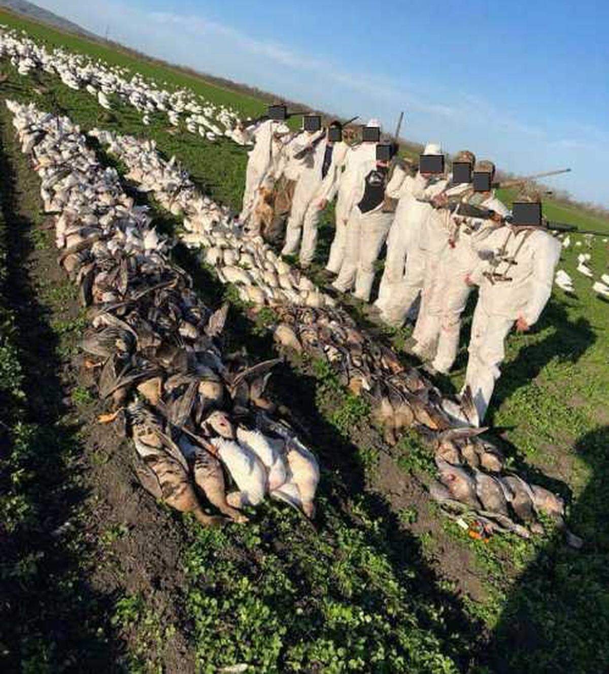 Snow geese and white-fronted geese lay dead after a Sutter County hunting expedition. These birds are protected under the Migratory Bird Treaty Act.