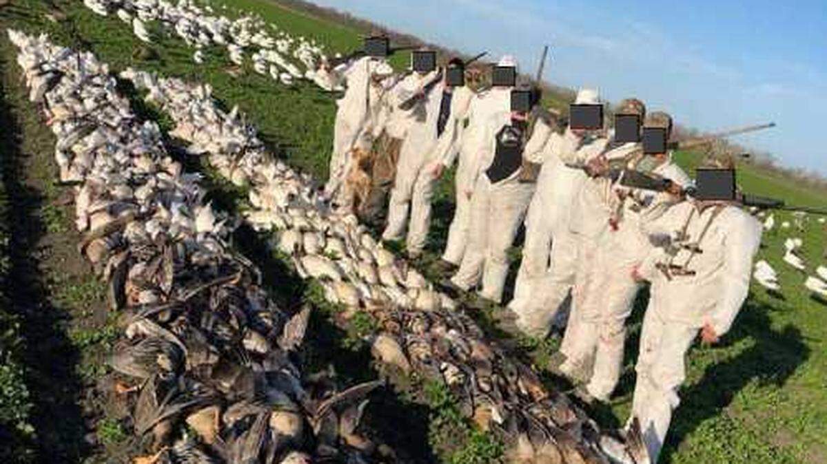 Snow geese and white-fronted geese lay dead after a Sutter County hunting expedition. These birds are protected under the Migratory Bird Treaty Act.