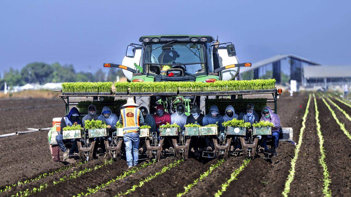 The California Legislature passed a bill changing Cesar Chavez Day to Farmworkers Day on Thursday, March 26, 2026, in light of recent allegations of sexual abuse by the former labor organizer.  In this photo from June 2025, farmworkers sit on the back of a tractor as they plant tomato plants in Stockton.