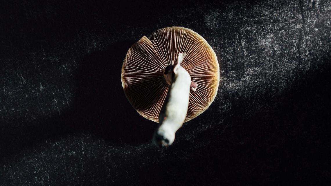 Three Southern California residents are charged in connection with a scheme involving children used to cultivate psilocybin mushrooms, feds say.