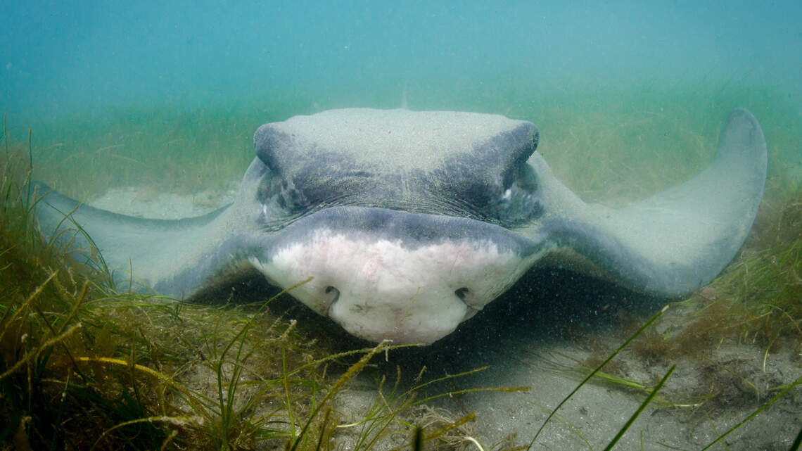 Venomous stingrays are swimming off California coast. Here’s how to avoid getting stung