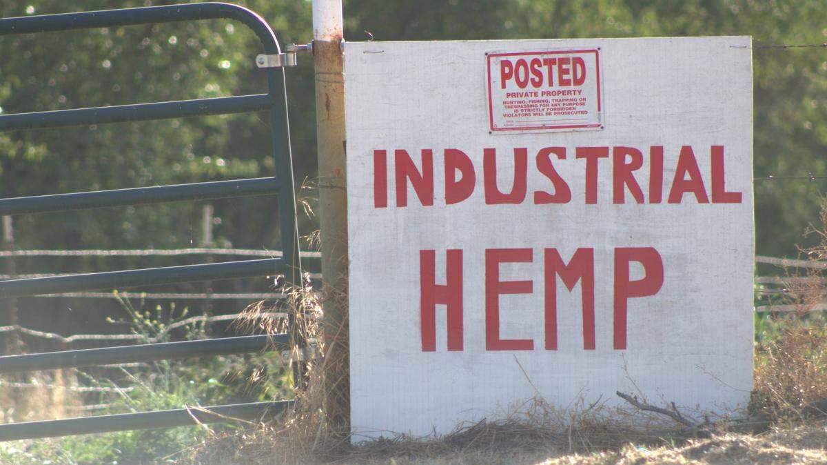 Residents of the small town of Sutter said last year that a nearby hemp field created a pungent marijuana odor that drifted into town. After a year of weighing options, supervisors banned the controversial crop. 