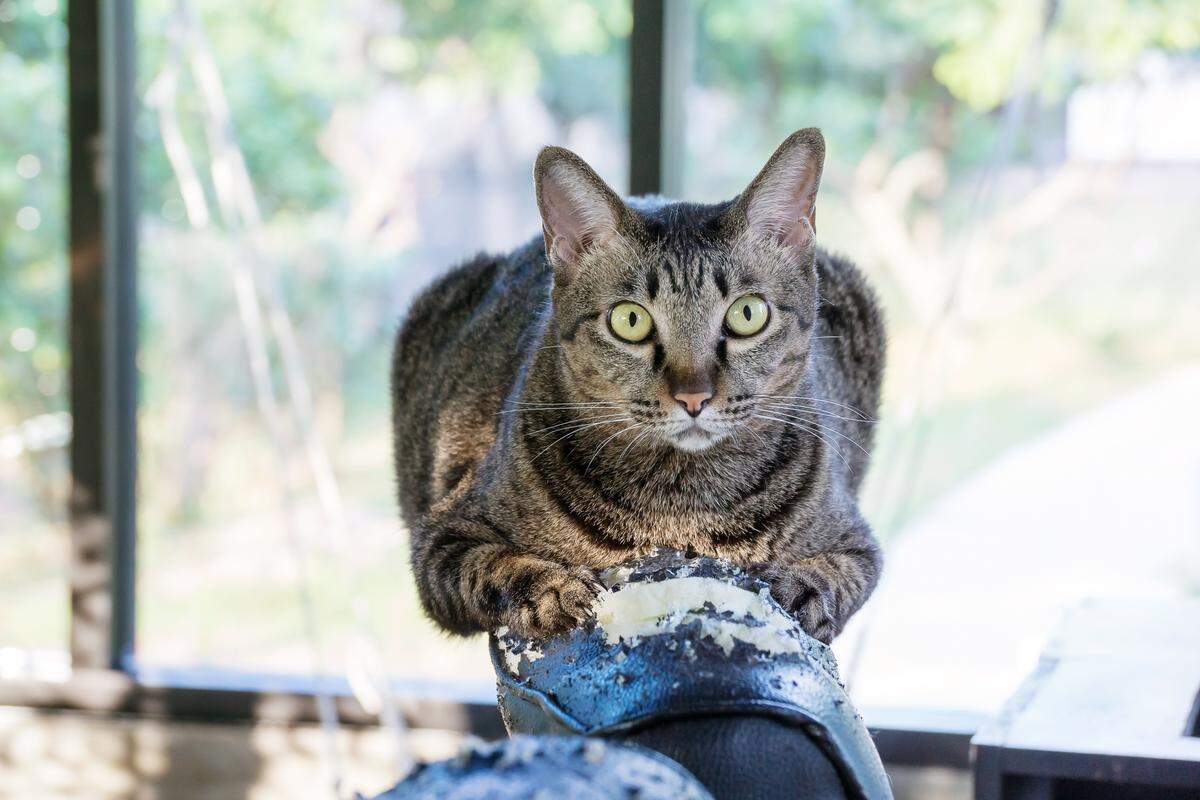 Gray striped cat scratching a black chair. Trupanion, a pet insurance company, has ranked and sorted the top pet names of 2025 — with predictions for 2026.
