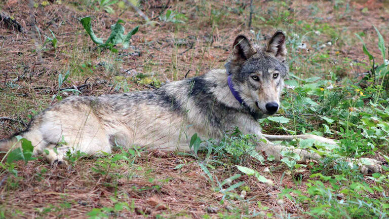 Should wolves lose endangered species status? Trump administration says in court, ‘yes’