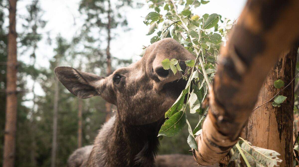 A moose charged and trampled a woman walking her dog in Ward, Colorado, wildlife officials say.