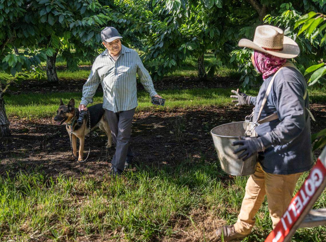 Luis Magaña, a Stockton farmworker advocate, talks with Guillermo Algandar as he picks cherries in June. Magaña said that he feels immigration raids in the workplace are less common the fields because many farmers support President Donald Trump.