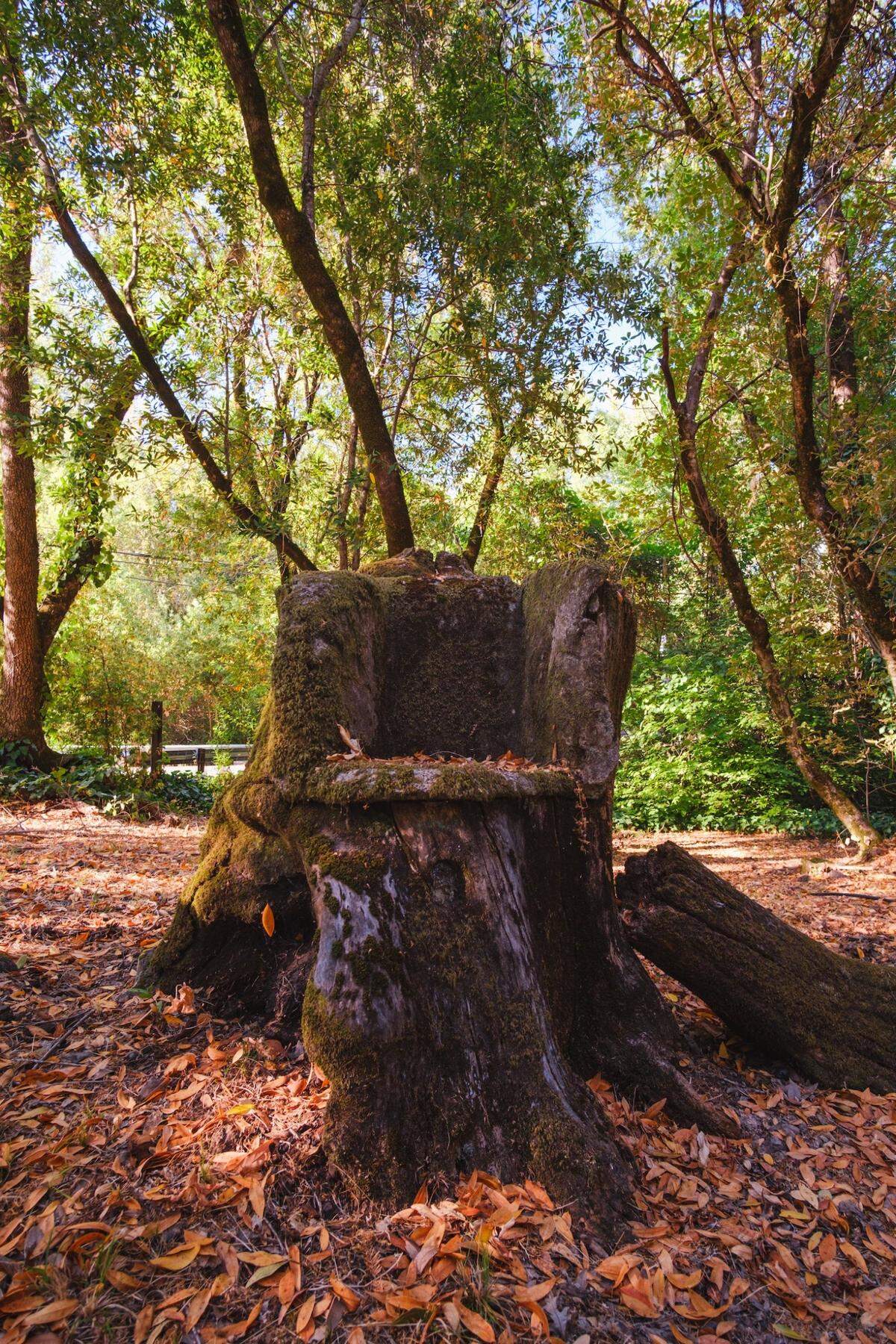 A tree stump on the Wake Robin property where Jack London wrote.