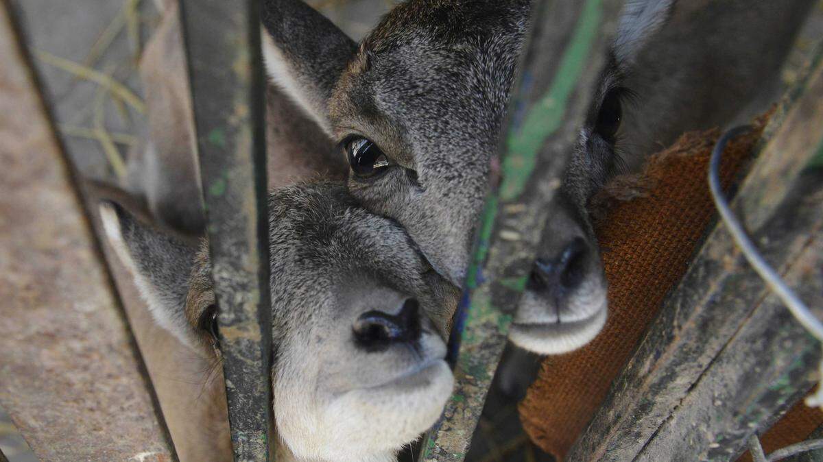 Newborn urials are seen in an enclosure at a zoo in Lahore, Pakistan, in 2016. The animals are a species of wild sheep that is protected under international law, the same species that a Sacramento County man illegally smuggled into the United States after a big-game hunt in Pakistan, leading to a federal prison sentence.