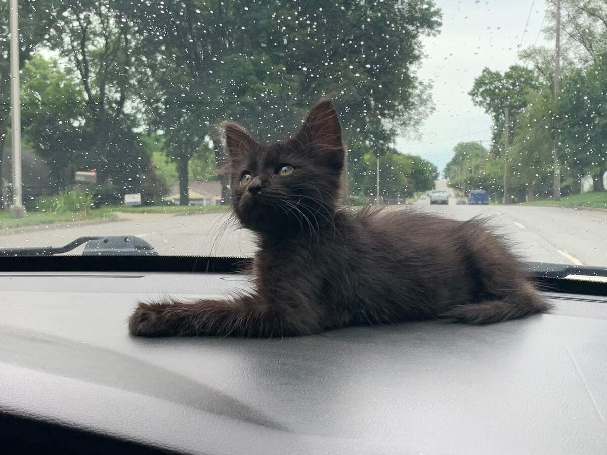 Jack, a.k.a. Jack Attack, a.k.a. Squeaks, sits on the dash of a Dodge Magnum. In this picture, he is weeks old and had just arrived in Digital Strategy and Audience Editor Savanna Smith’s life. He now lives with family on a farm in Western Kansas. He loves it. Unfortunately, he is not competing in this contest.