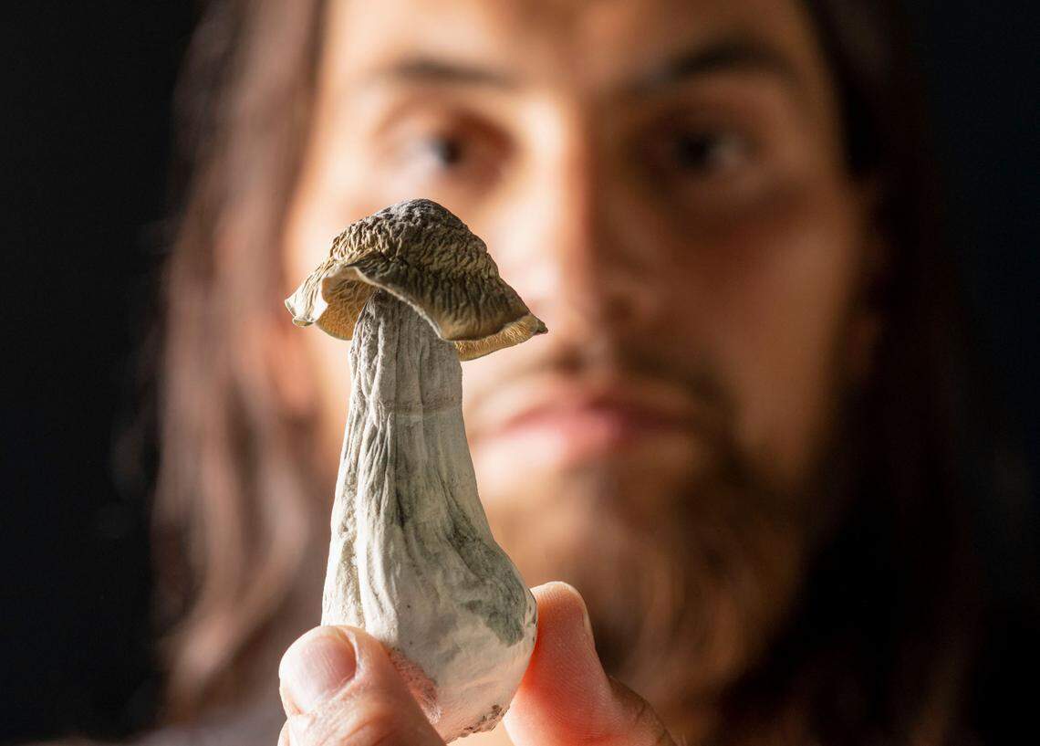 Army veteran and champion para surfer Jose Martinez holds a psilocybin mushroom at his home in Apple Valley on Aug. 24. He claims they helped him regain his life after returning from combat in Afghanistan as a triple amputee.