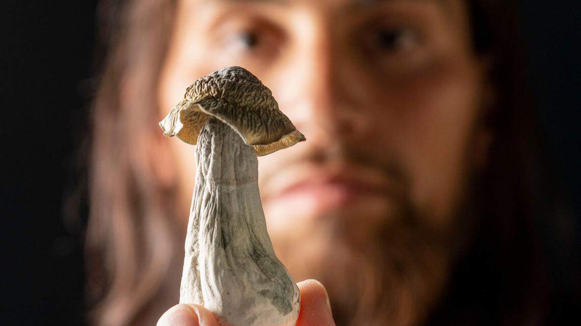 Army veteran and chamption para surfer Jose Martinez holds a psilocybin mushroom at his home in Apple Valley on Aug. 24. He claims they helped him regain his life after returning from combat in Afghanistan as a triple amputee.