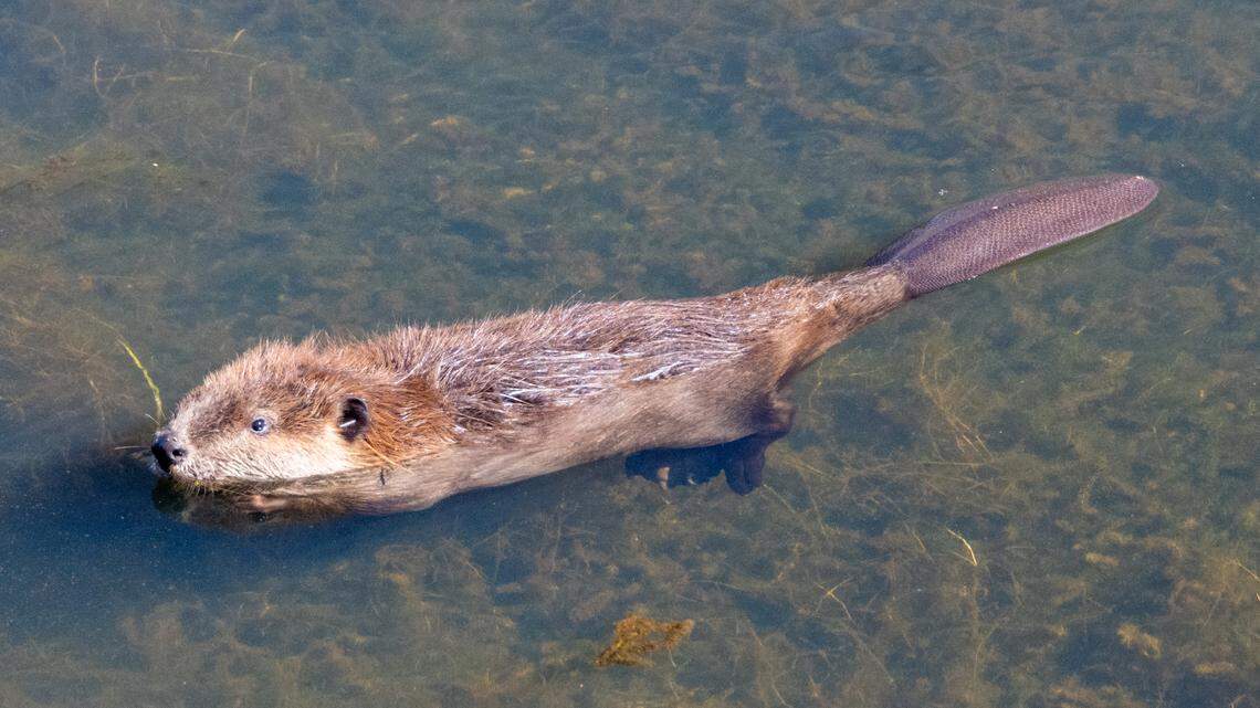 A beaver floating in the water after being released into his new home in Plumas County, California, on October 18, 2023. This beaver kit returned to Maidu waters as a part of conversation efforts led by the California Department of Fish and Wildlife. (Photo courtesy of CDFW)