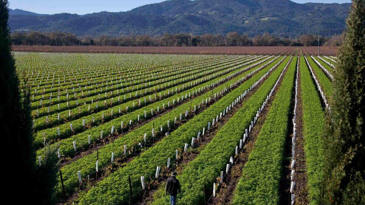 In this photo taken Thursday, Dec. 13, 2012 vineyard manager Chris Pedemonte walks through a vineyard of Cabernet Sauvignon in Rutherford, Calif. Napa Valley, one of California’s premier wine growing regions. A plane with three people inside crashed in a Napa County vineyard, the Napa County Sheriff’s Office said. A fire was started but put out, officials said.