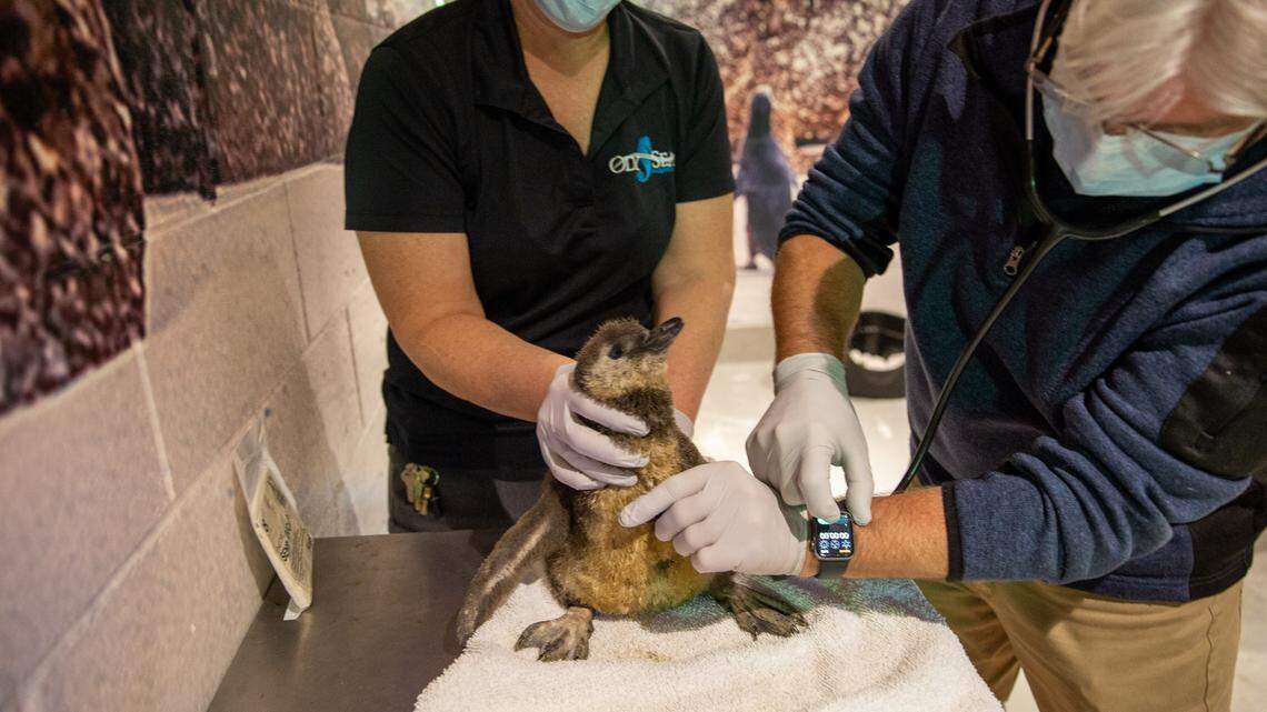 A trio of adorably fluffy endangered baby penguins born at an Arizona aquarium are “melting hearts.”
