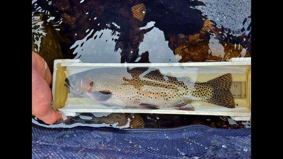 The greenback cutthroat trout, considered extinct for 85 years, was found naturally reproducing in Colorado waters after more than a decade of conservation efforts, officials said.