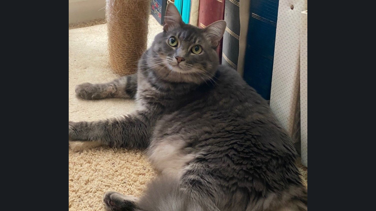 Bug was the winner of The Sacramento Bee’s cutest cat competition. He is a 3-year-old domestic longhair cat from River Park who loves to people-watch and assume the cat loaf pose, according to his owner.