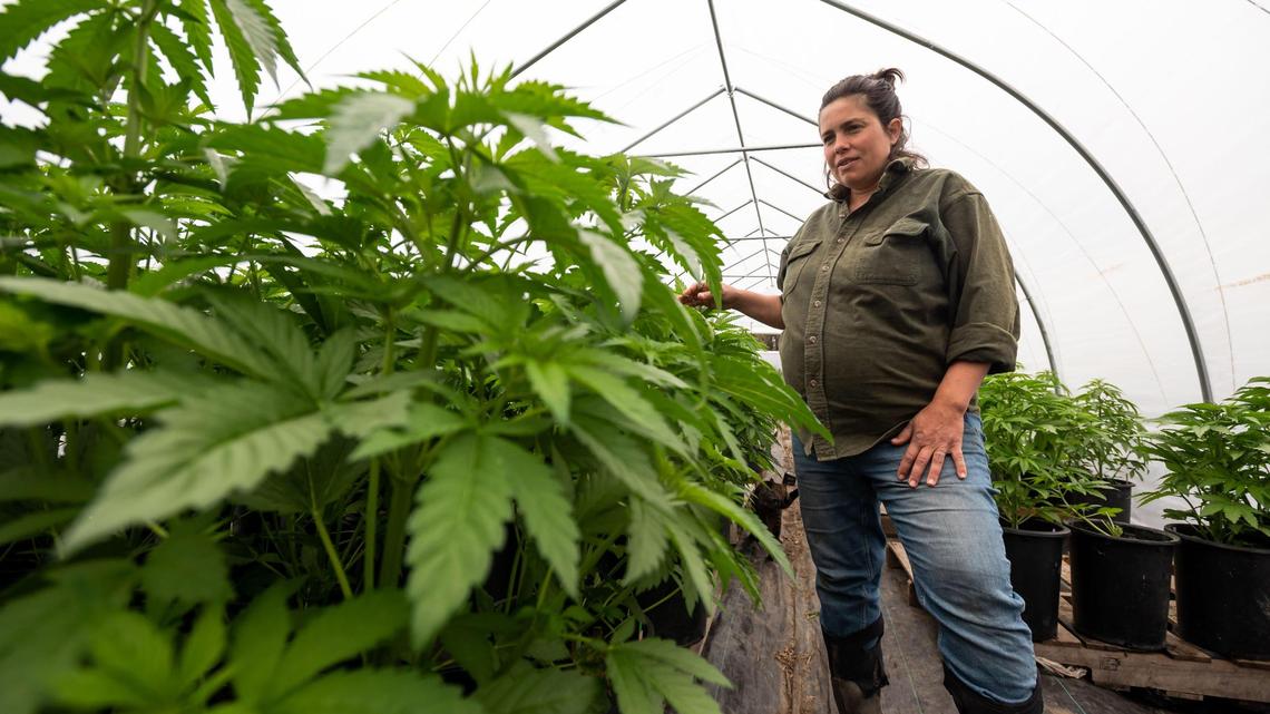 Blaire AuClair, who runs Radicle Herbs with her husband, Daniel AuClair, stands among a variety of cannabis plants inside their greenhouse Friday, April 15, 2022, on the mixed-crop farm in Mendocino County near Covelo. “We grow cannabis alongside vegetables, herbs, fruits and a variety of animals as well,” she said.