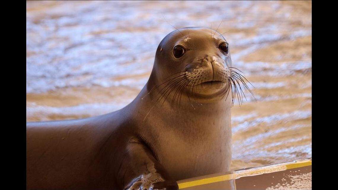 An endangered seal found dead on a Hawaii beach was likely intentionally killed, according to wildlife officials.