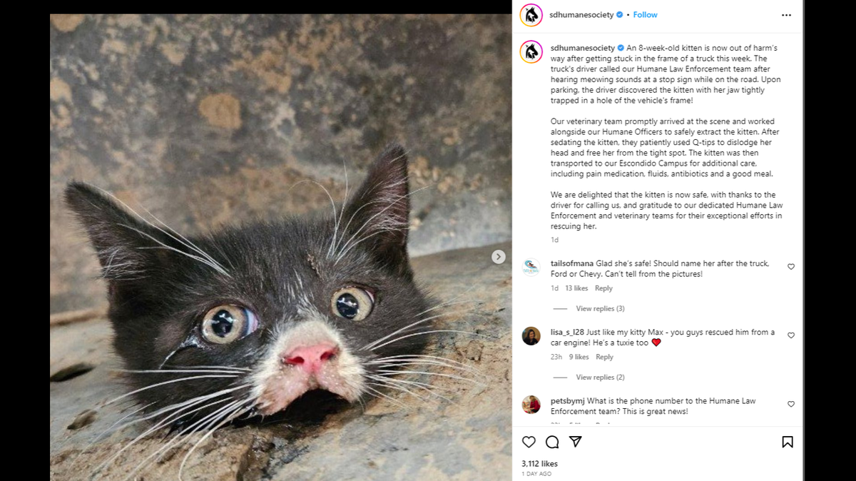 An 8-week-old kitten was rescued after getting its jaw trapped in a truck frame, a California nonprofit said.