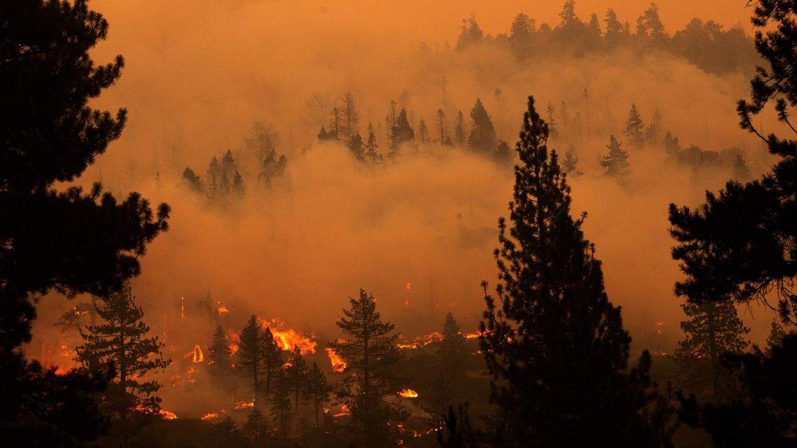 Wildfires will affect California Christmas tree business for years — and it’ll cost you