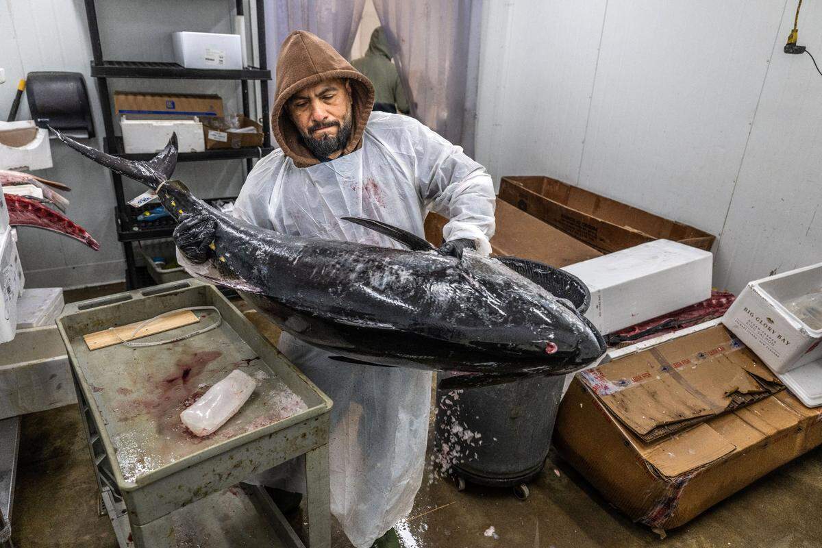 Employee José Rios lifts a tuna at Sunh Fish Co. in Sacramento as he and other workers prepare fresh fish for customers and area restaurants on Tuesday, March 25, 2025.