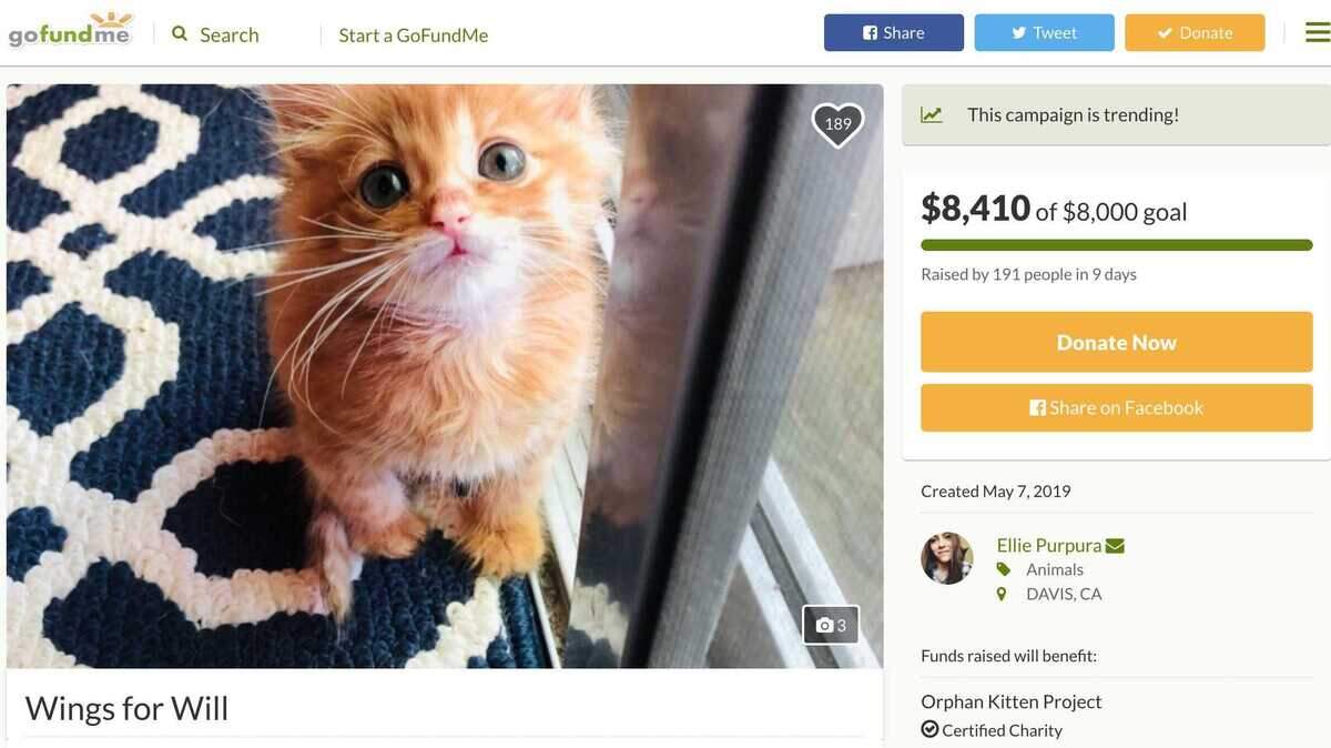 A GoFundMe for Will, a foster kitten living in Davis that needs surgery, has now exceeded its $8,000 goal.