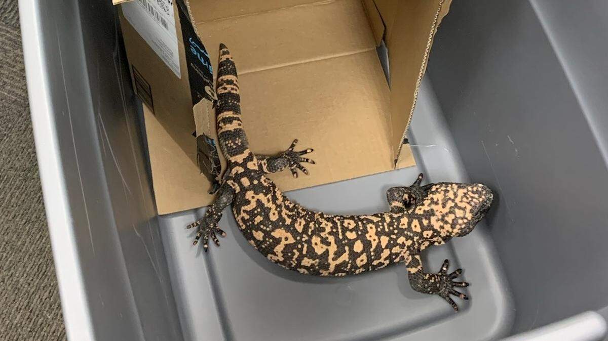A Gila monster inside a vehicle gave Mesa police officers a start as they performed a field sobriety test on the driver, Arizona authorities say.