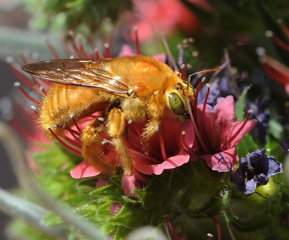 Male Valley carpenter bees are covered with golden brown fur.