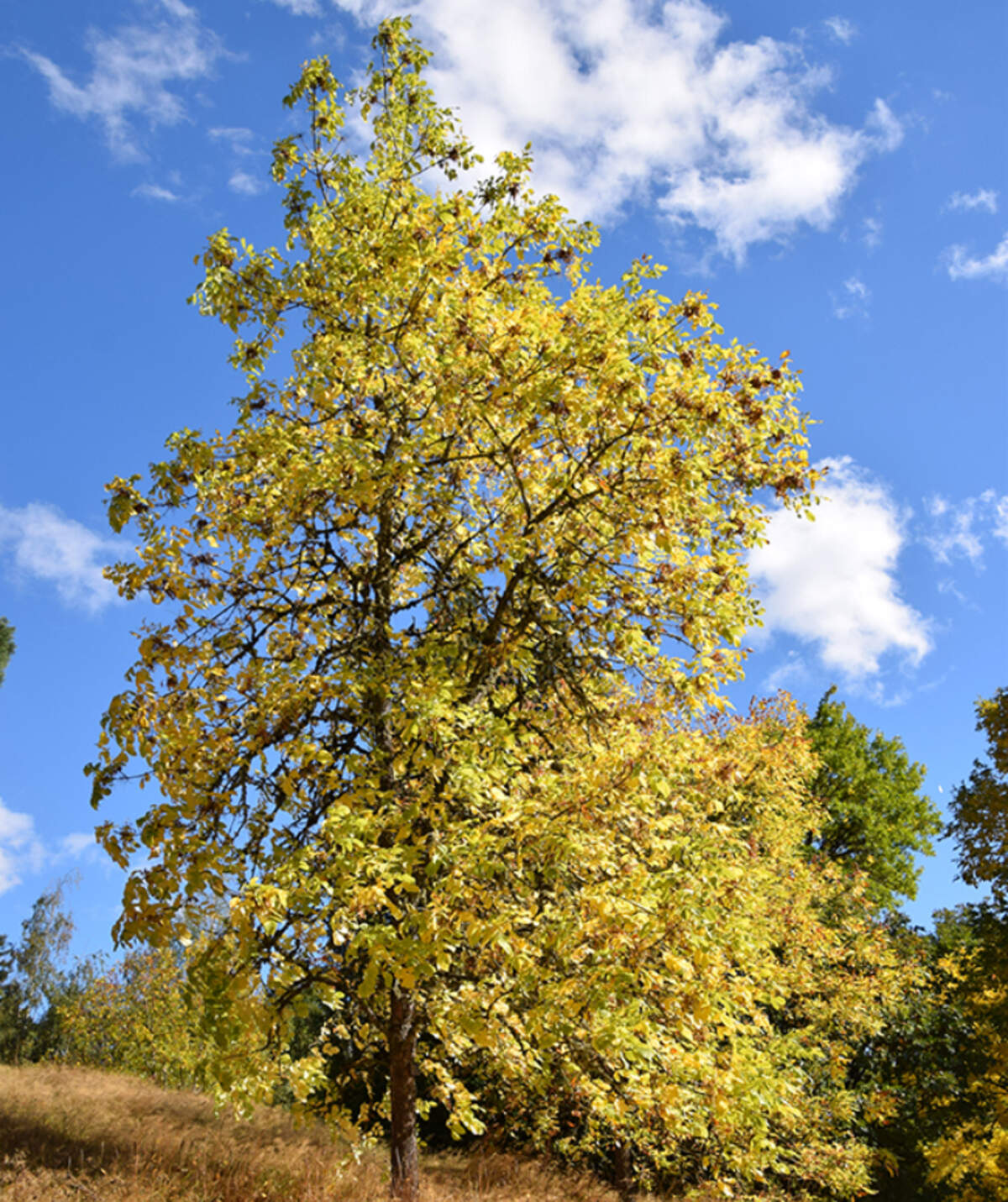 Oregon ash tree