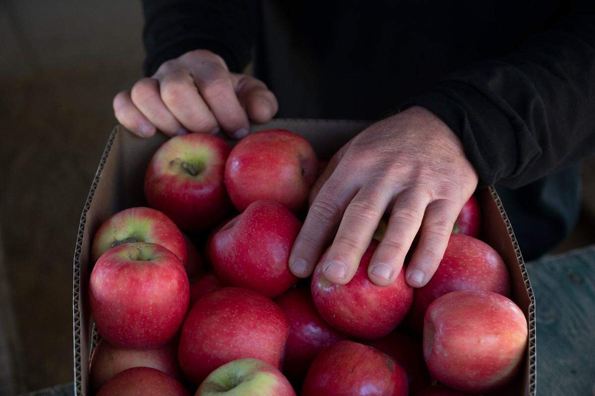 Chris Delfino, owner of Delfino Farms and Apple Hill Growers Association president, handles a box of pink lady apples at his farm in Camino in 2021.