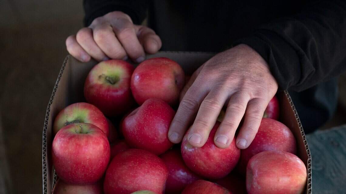 Here are 4 orchards where you can pick your own apples in the Sacramento region this year