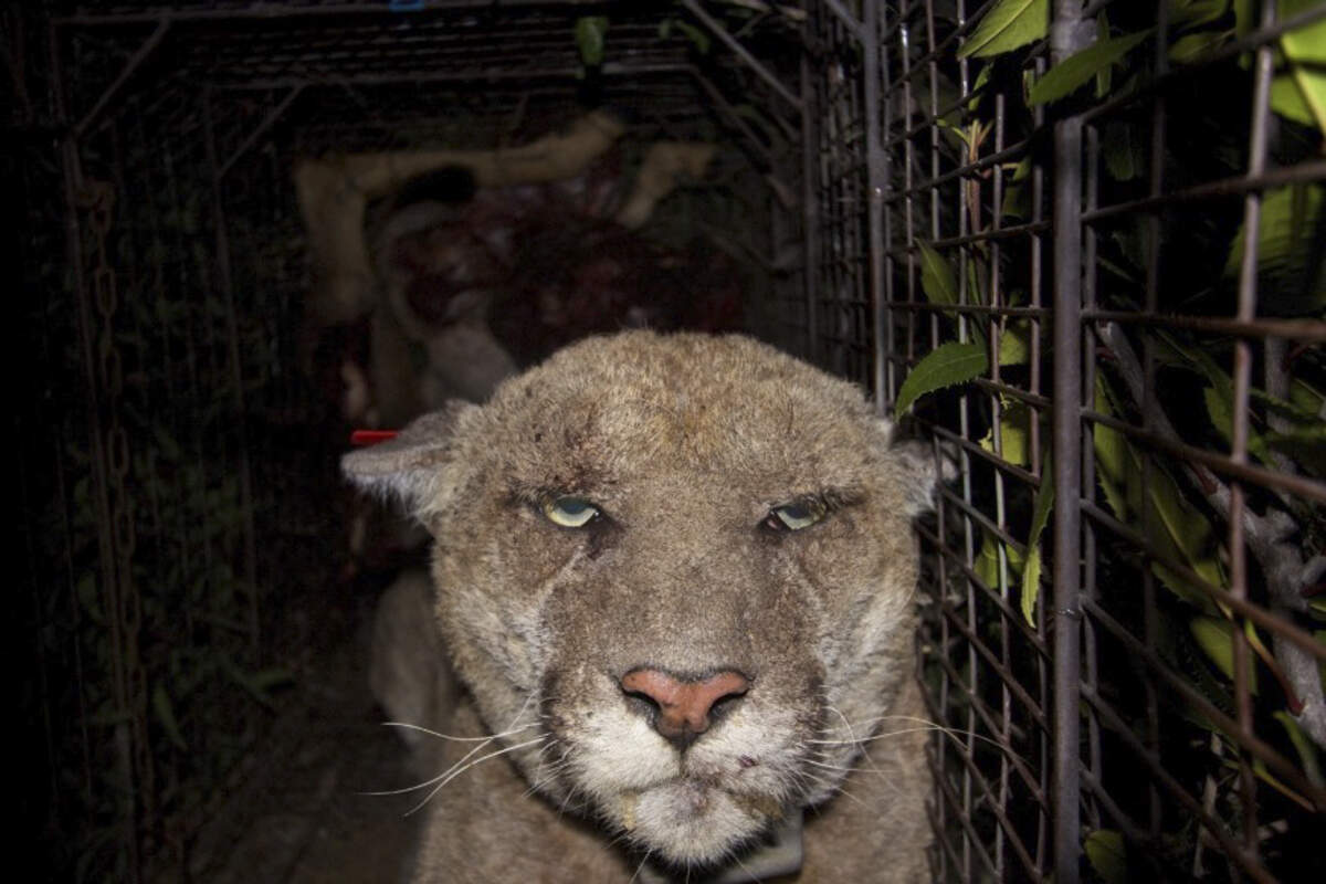 P-22 was recaptured in 2014 by National Park Service biologists and treated for mange, a parasitic disease of the hair and skin. Blood tests later showed exposure to anti-coagulant rodenticides, commonly known as rat poison.