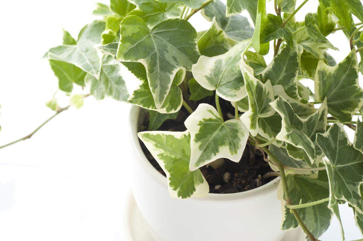 English Ivy