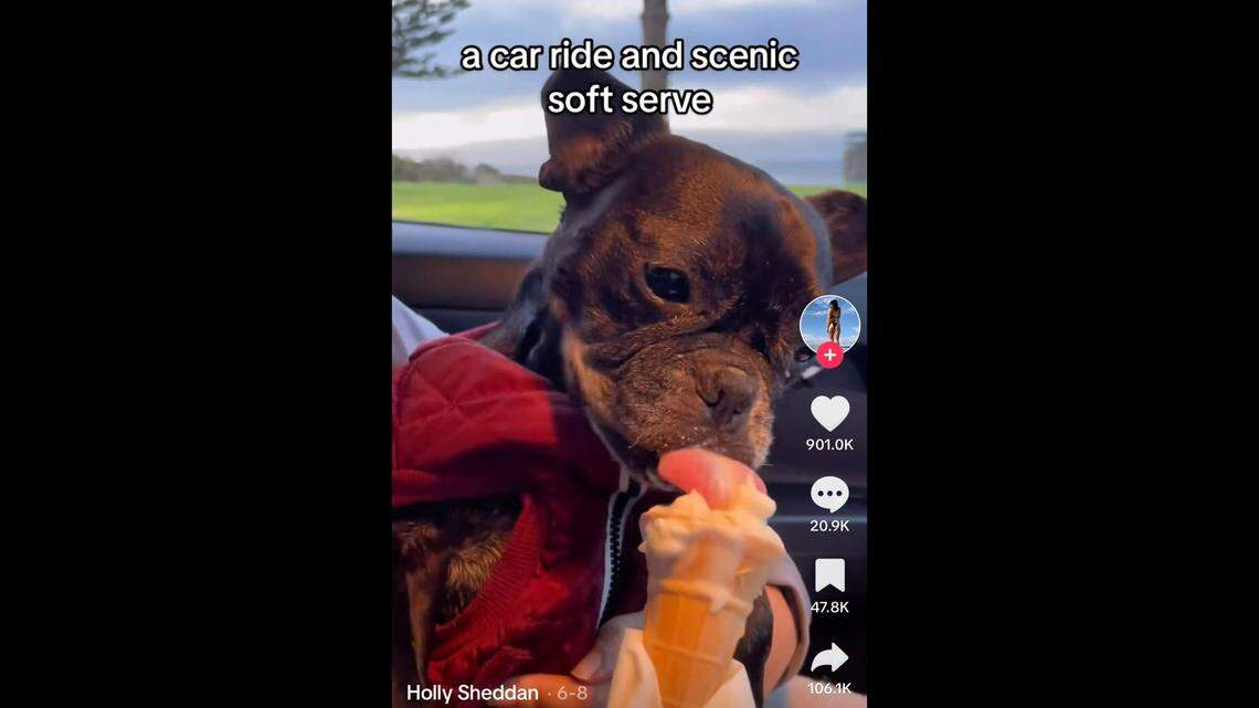 TikToker Holly Sheddan documented her pup’s last day, complete with soft serve and cheeseburgers.