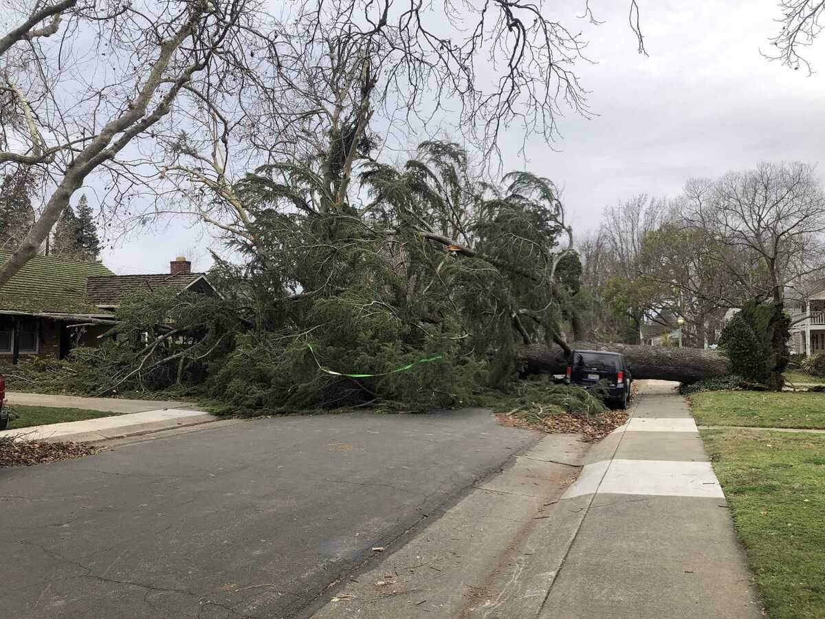 A Himalayan cedar that fell at approximately 8 p.m. during a storm on Dec. 31, 2022, blocks 7th Avenue in Land Park on Jan. 2. SMUD said that over 90 trees have been cleared since the storm.