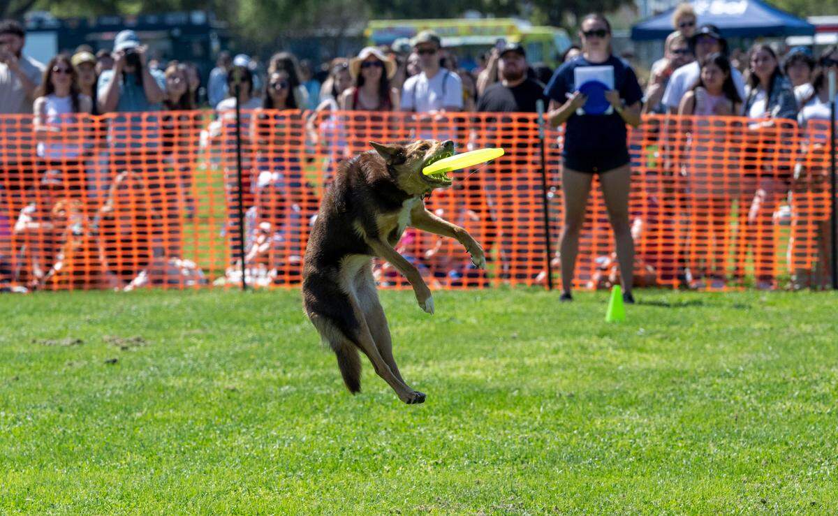 A contender in the Frisbee Dog contest leaps to catch a disc at UC Davis’ Picnic Day on Saturday.
