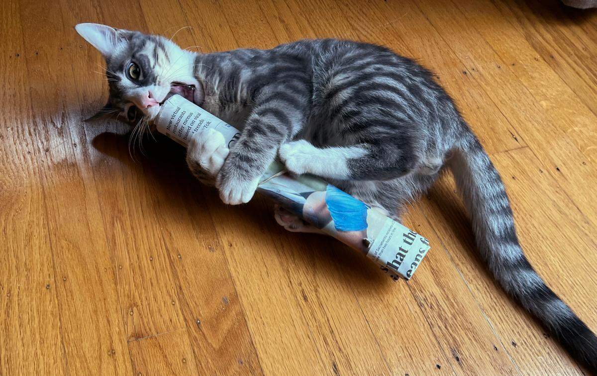 Socks, at the age of 6 months, plays with a Sacramento Bee newspaper. The now 2-year-old belongs to visuals editor Nathaniel Levine. He is not competing in this contest.