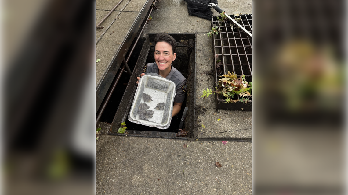 Six ducklings were saved from a storm drain in Folsom in April.
