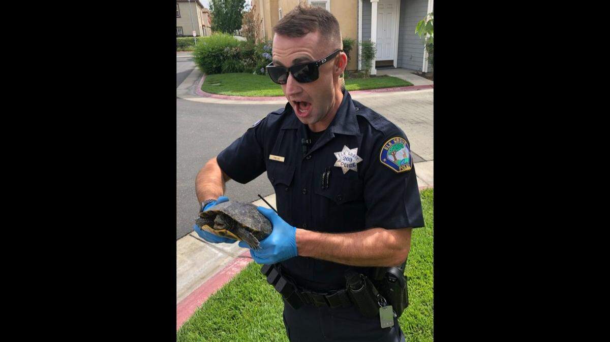 An Elk Grove police officer captured a turtle Monday after a resident called saying the turtle was at her door and she was frightened by it, the department said in a social media post Friday, Aug. 9, 2019.