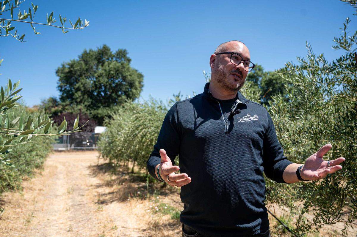 Peter Wynkoop, executive vice president of marketing and sales, stands in the olive orchard at La Tourangelle Artisan Oil Mill in Woodland on Monday, July 7, 2025. 10,000 olive trees were planted at the orchard in 2021.